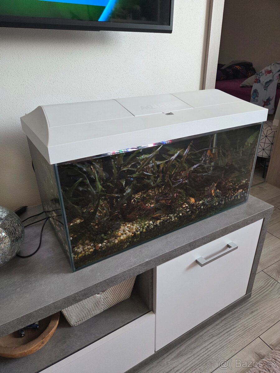Predám akvárium aj s rybickami - 2