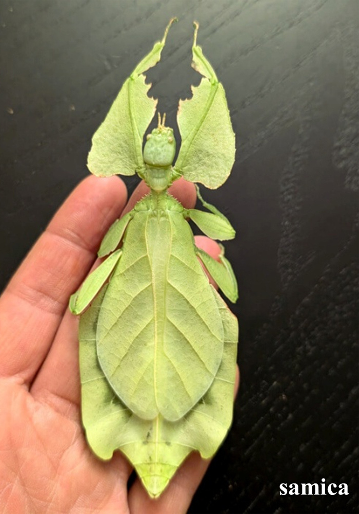 Listovky Phyllium a Cryptophyllium - predám - 2