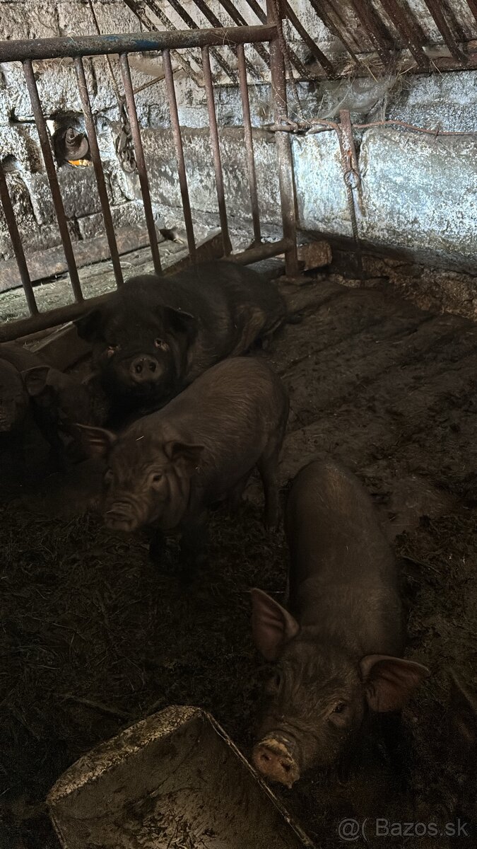 Predám vietnamské prasce - 2