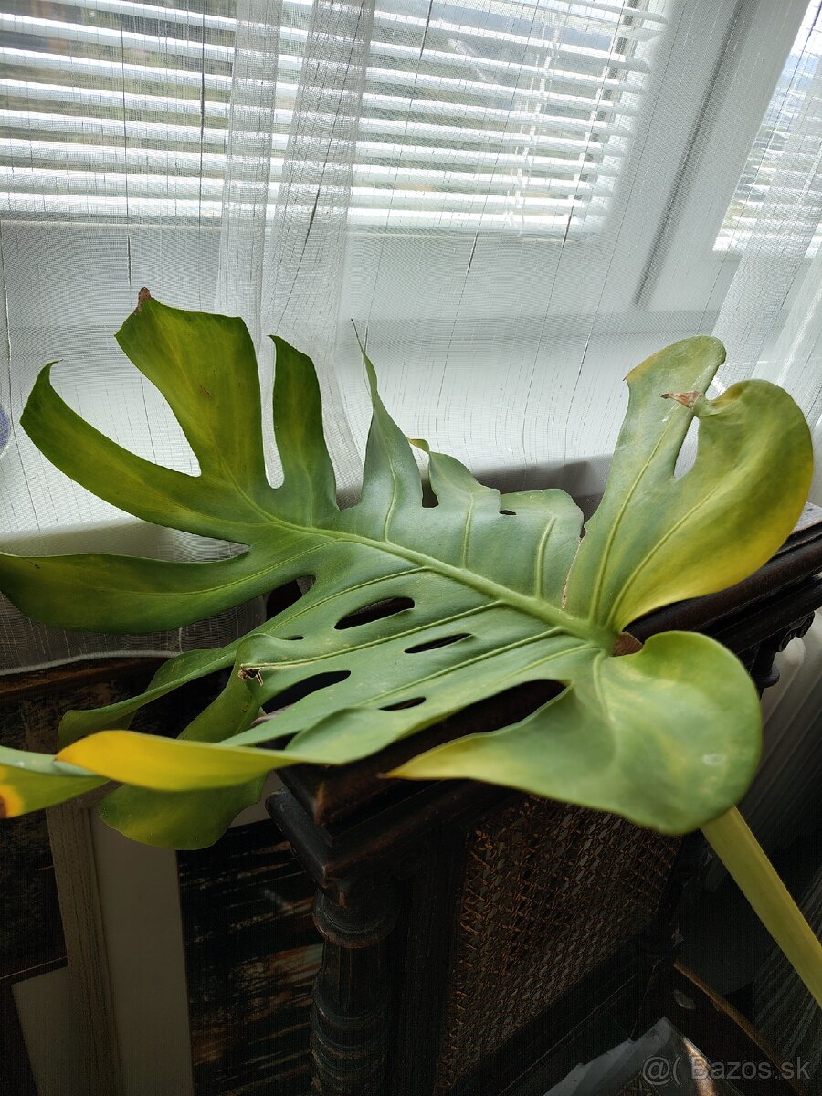 Monstera deliciosa - 2