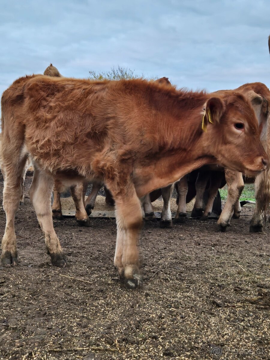 Biček Limousine - 2