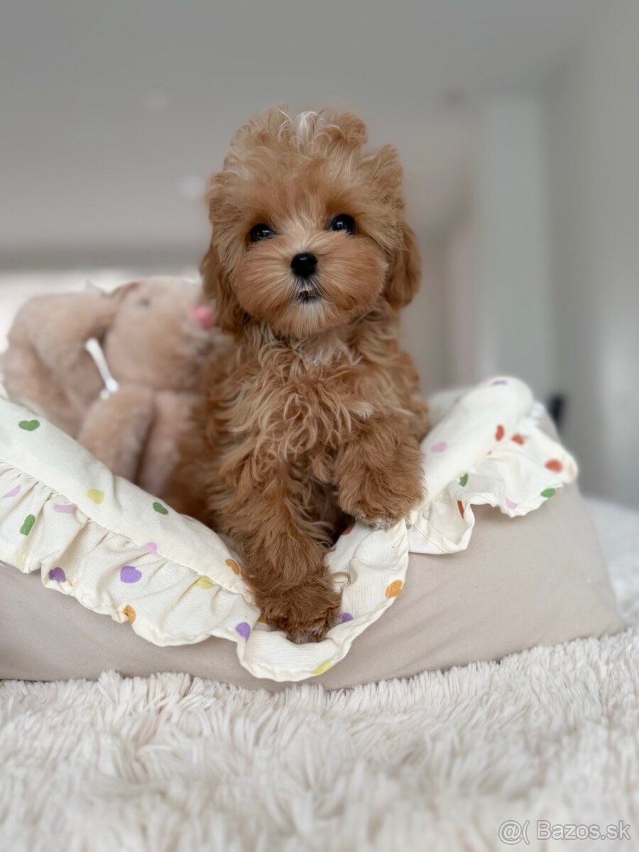 Mini maltipoo - 2