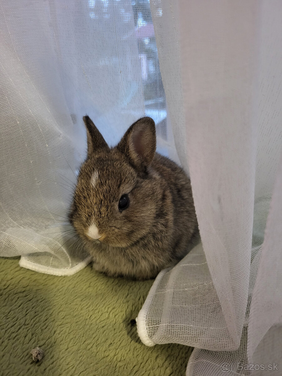 Trpasličí/zakrslý králik - 2