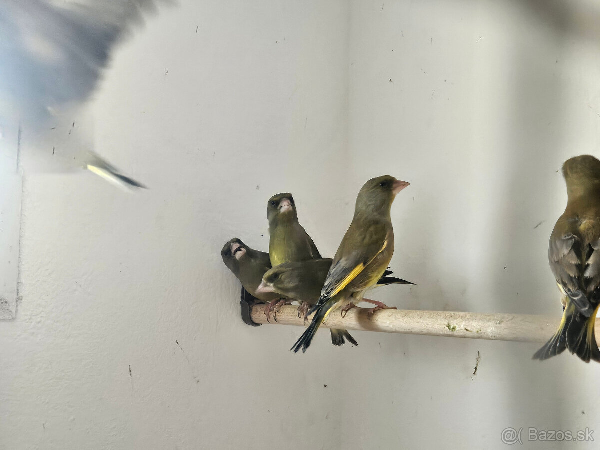 Predám Zelienky - 2