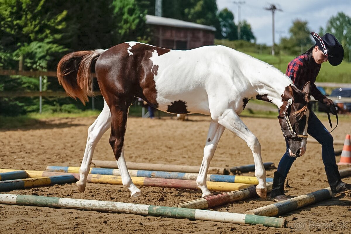 APH hřebeček 2024 - 2