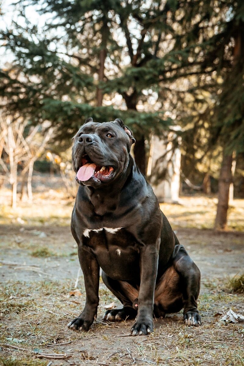 American Bully XL krytie - 2