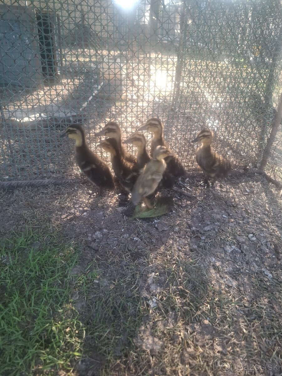 Predam male kacky. - 2