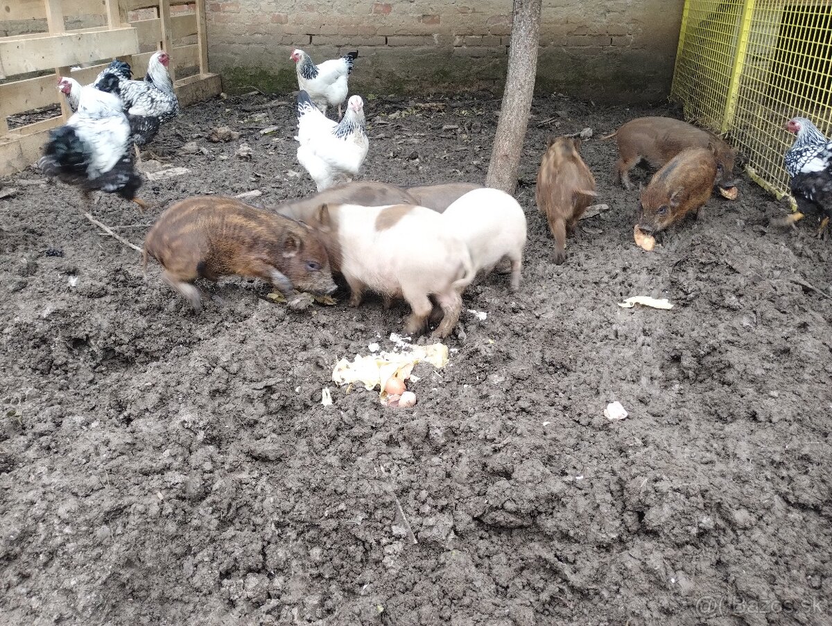 Odstavčata prasiatka prasa - 2