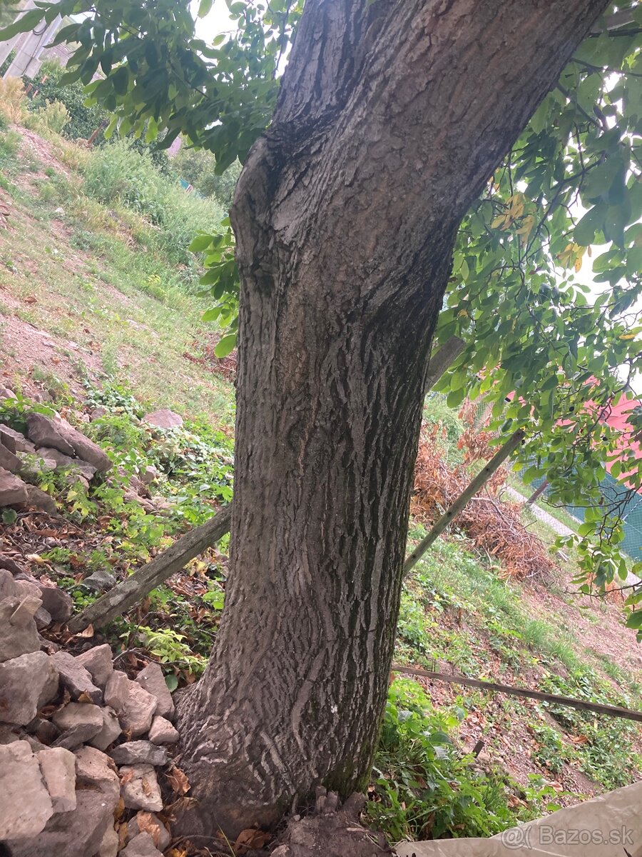 Orechove drevo - 2