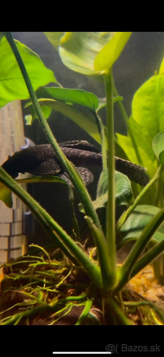 Prísavník obyčajný - 2