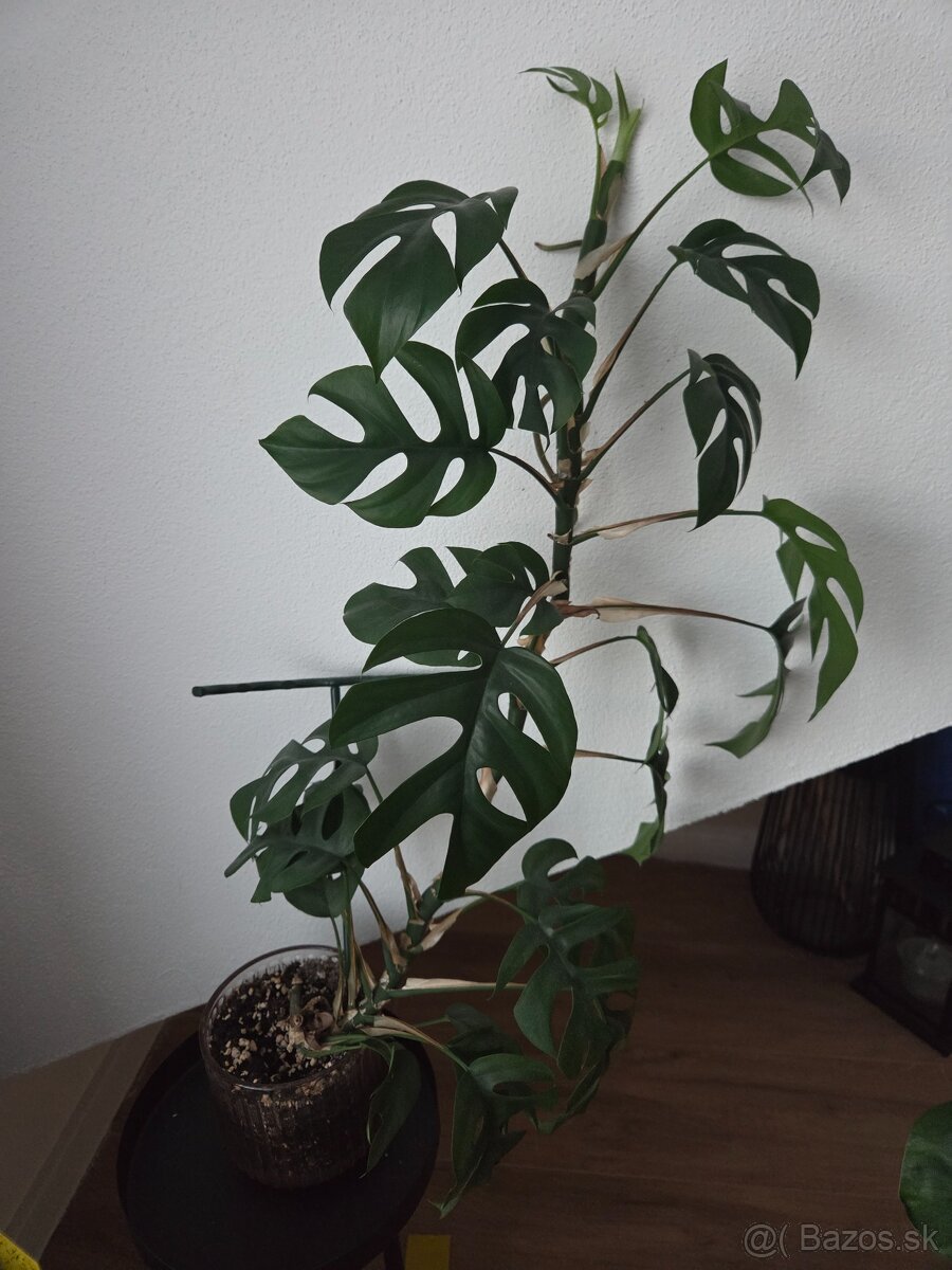 Monstera minima vyska 52 cm - 2