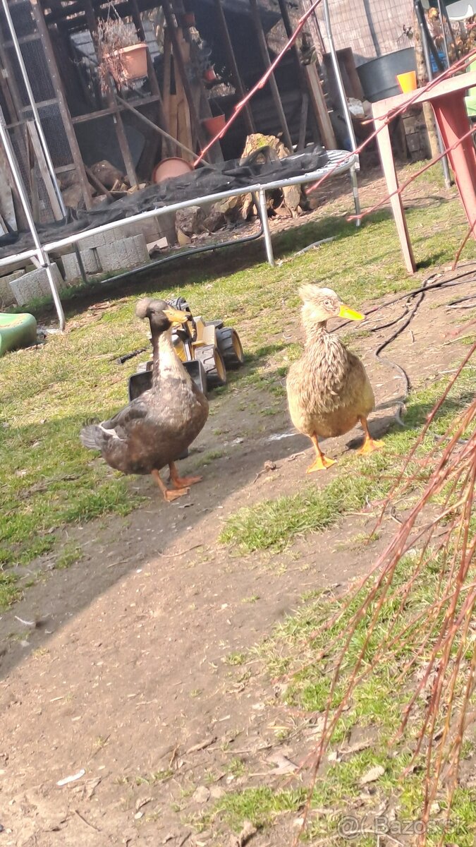 Chocholate kacice - 2