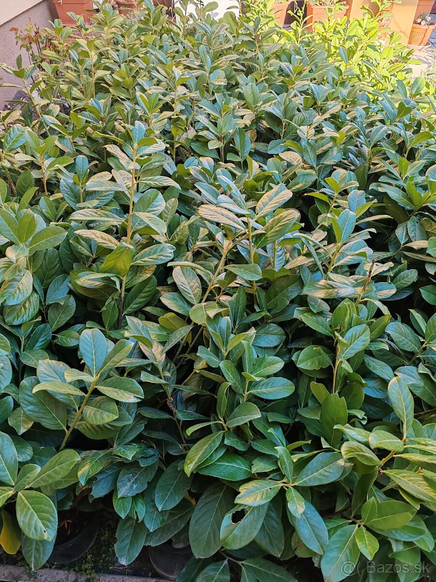 Vavrínovec lekarsky - 2