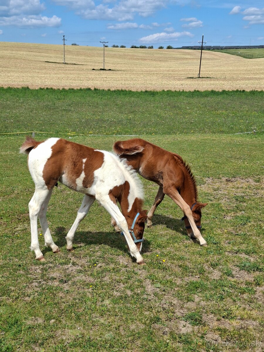 Žrebček po qh - 2