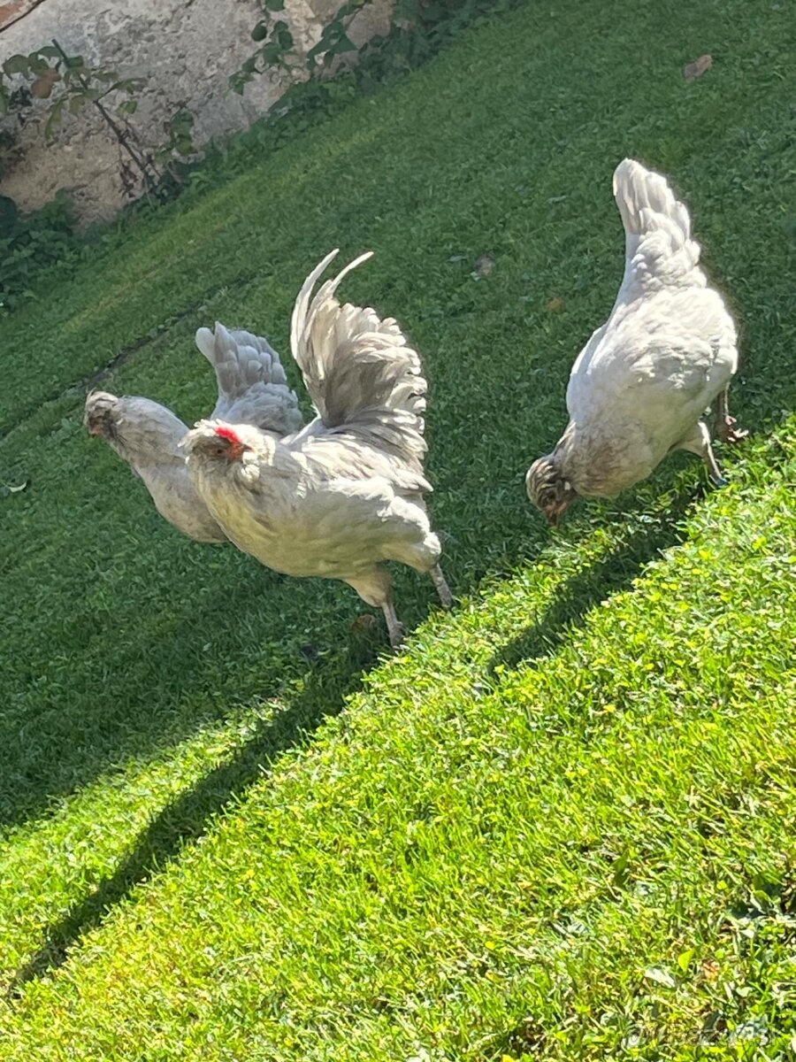 Kuriatka-Araucana levander - 2