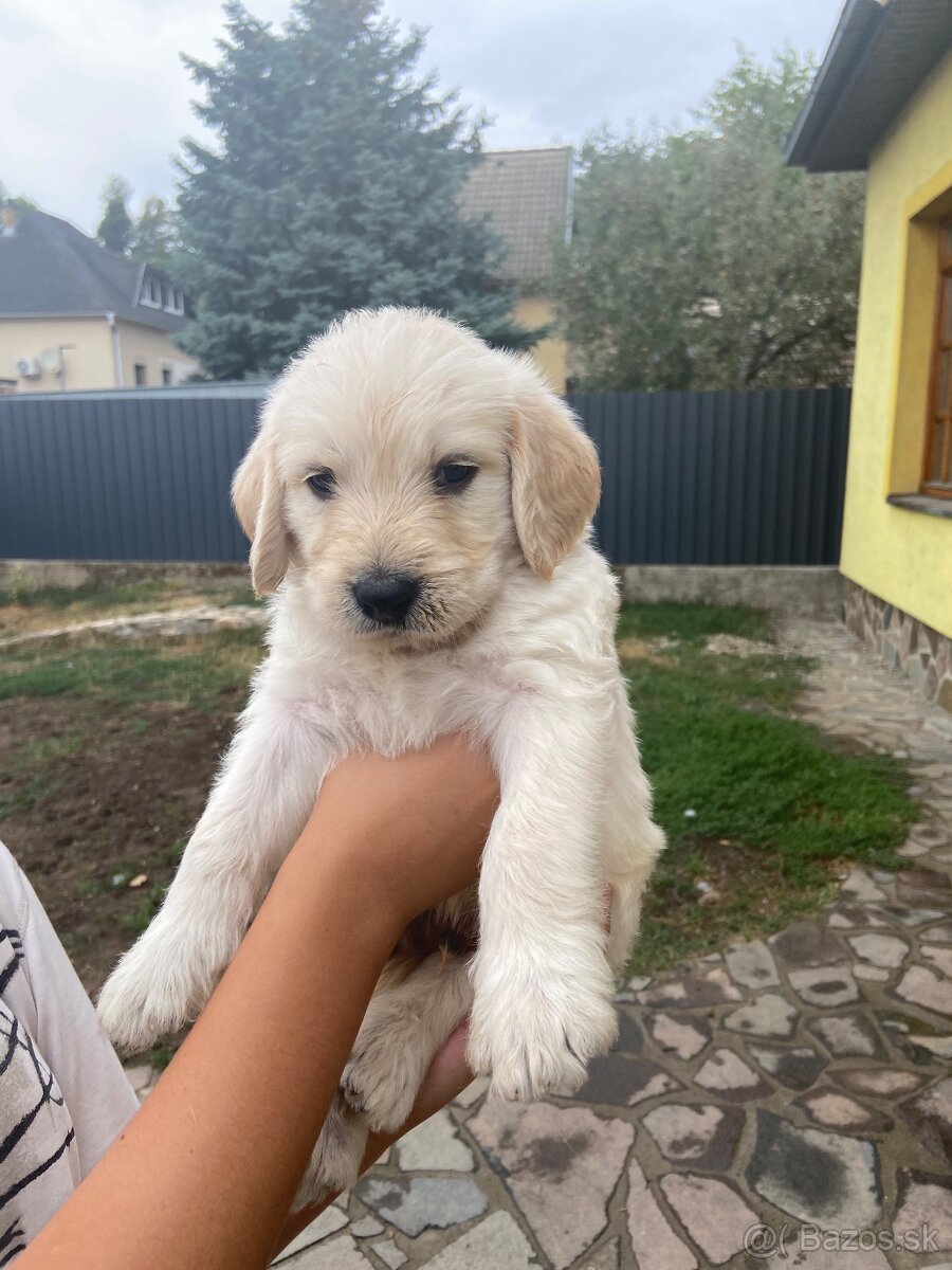 Labradoodle - 2
