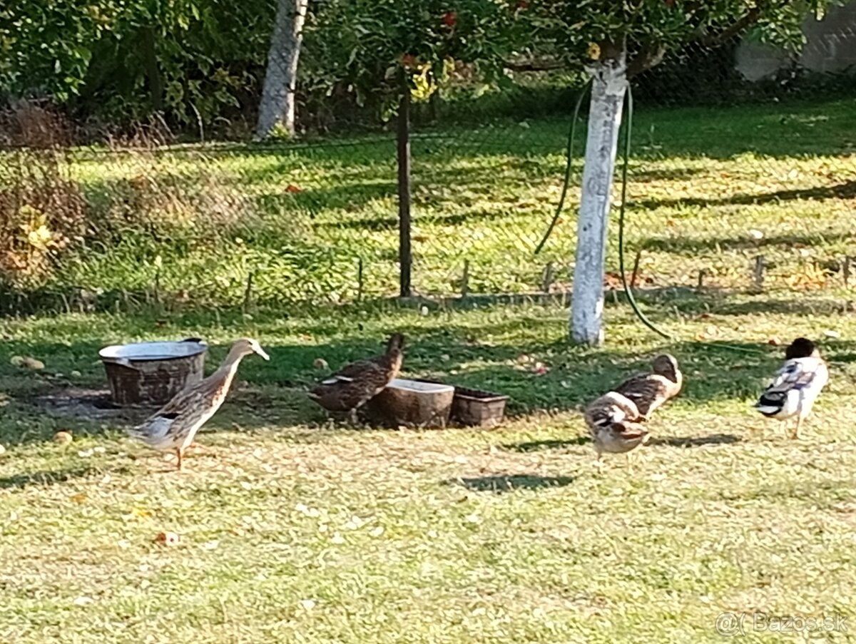 Predám - vymením indických bežcov - 2