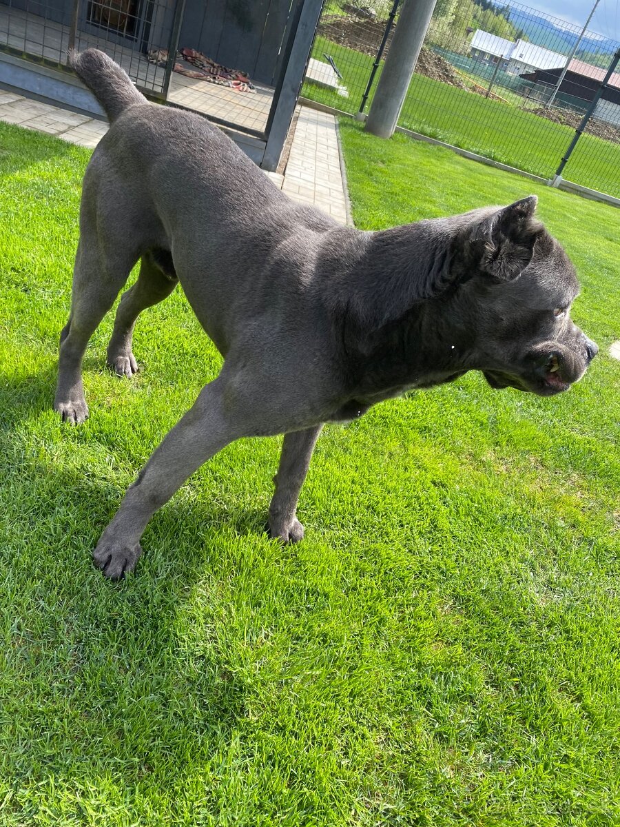Cane corso krytie - 2