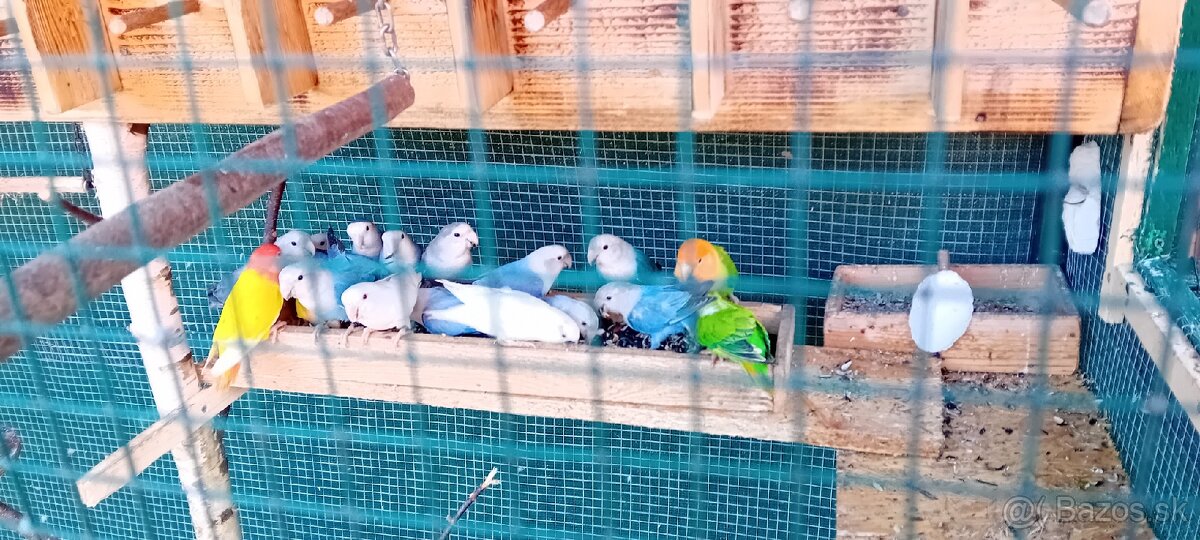 AGAPORNIS RUŽOVOHRDLY - 2