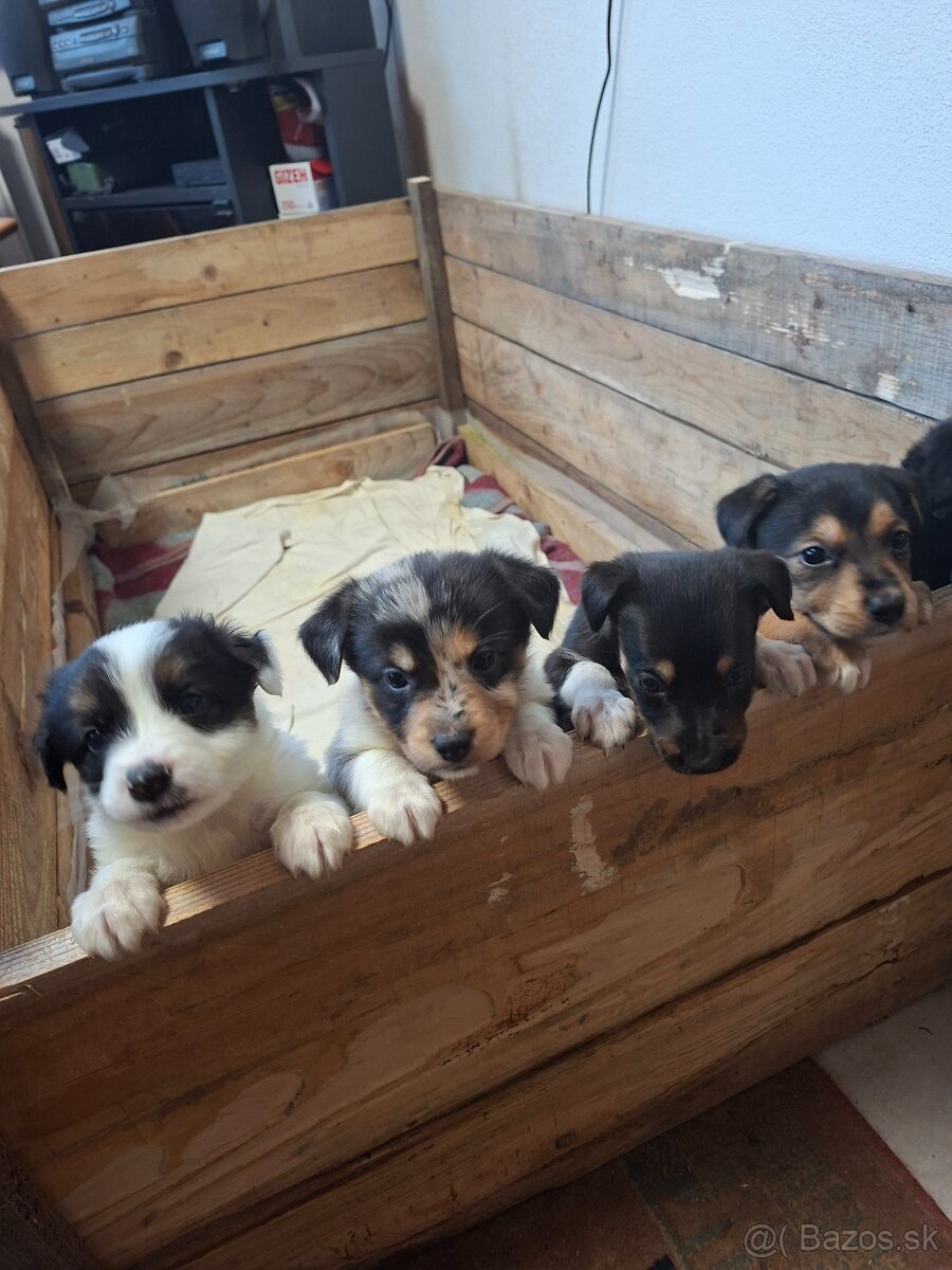 Darujem šteniatka - 2