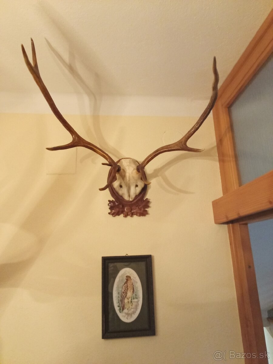 Predám luster z parožia + všetky trofeje, obrazy - 2