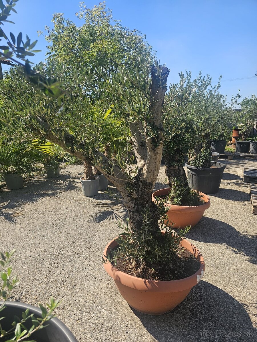 Citrusy palmy olivovniky bananovniky juky agave - 2