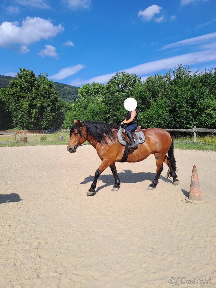 Predám chladnokrvnú kobylu - 2