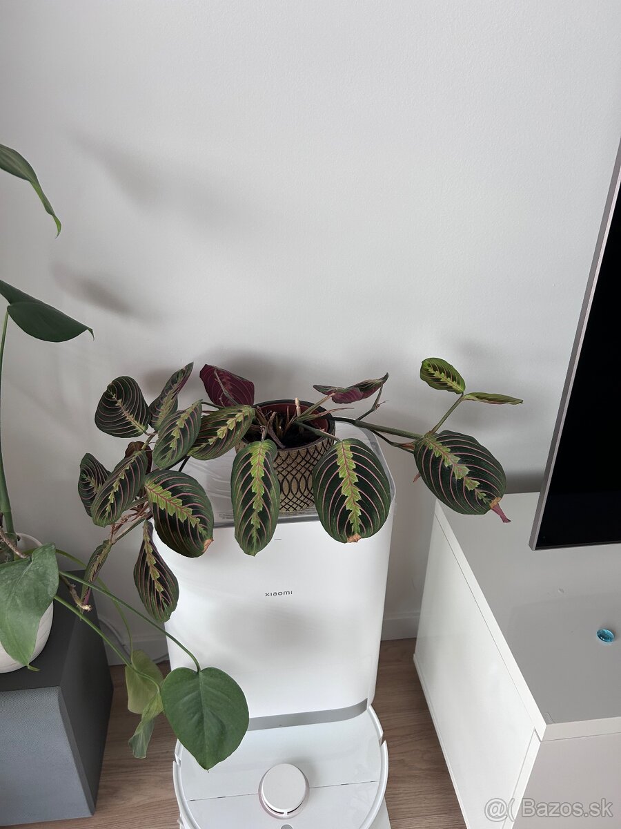 Izbové rastliny menšie - 2