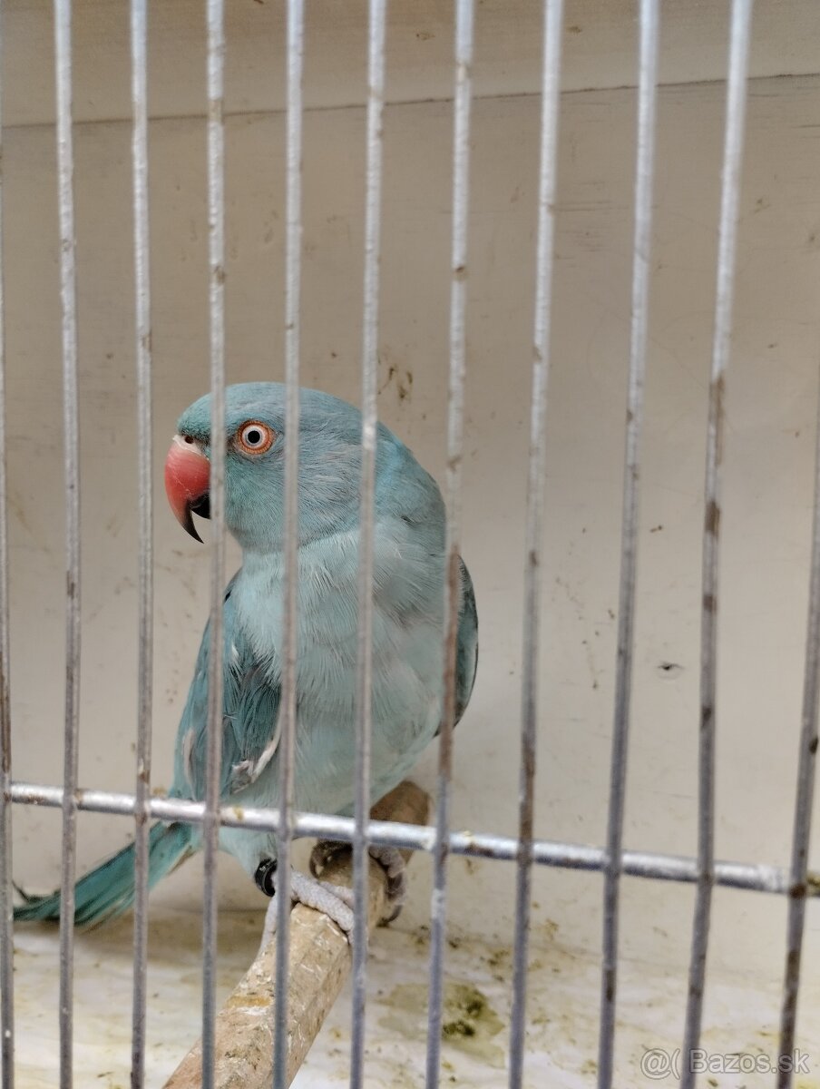 Predám Alexander malý - 2