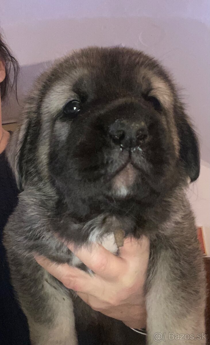 Španělský mastin štěňátka k odběru od 20.1. - 2