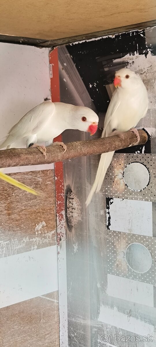 Alexander fúzatý , malý - 2