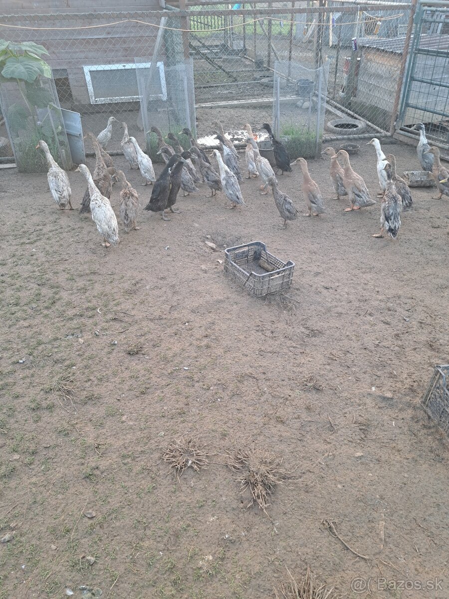 Kačky,husy,indický bežec - 2