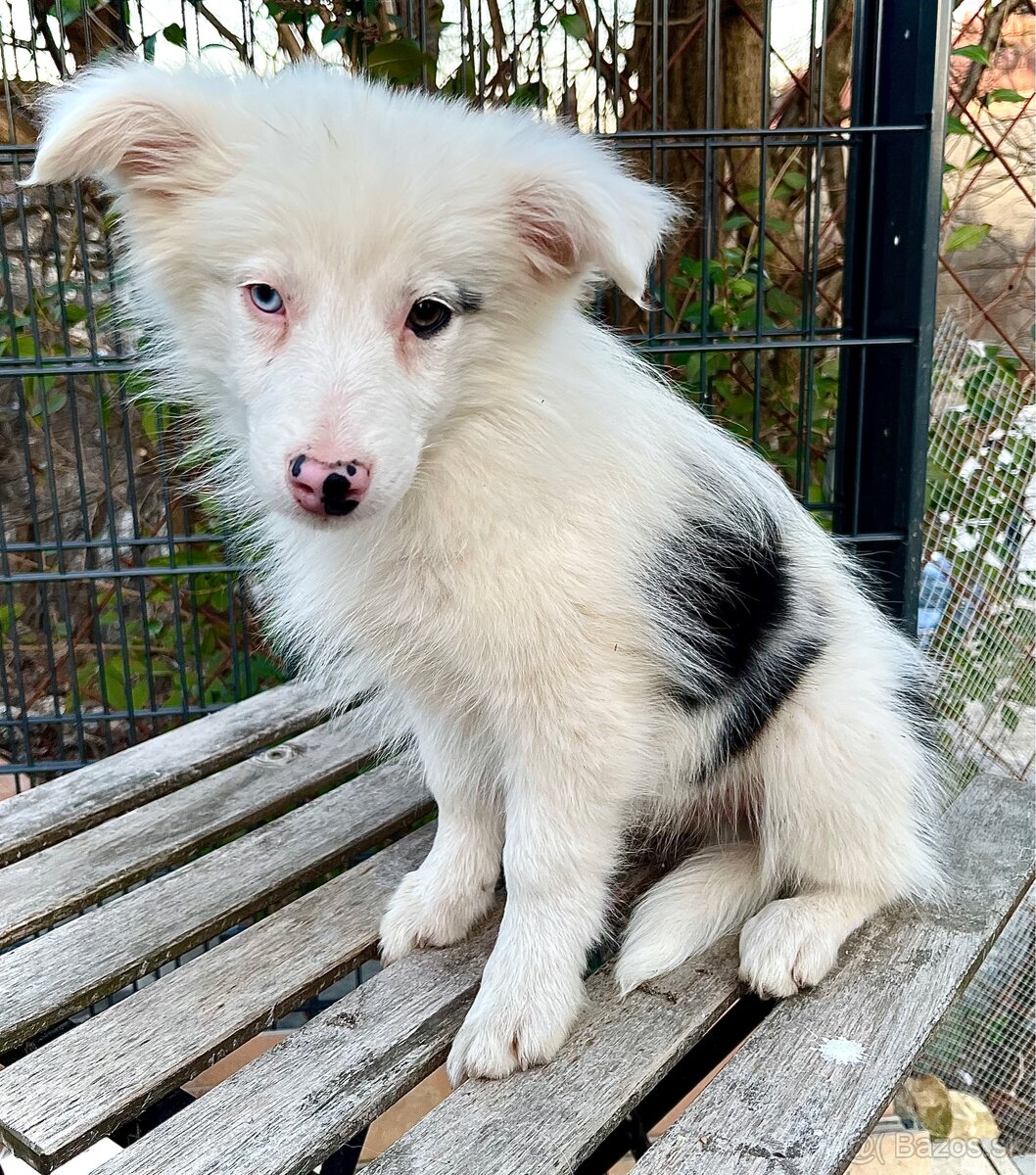 Border kólia šteniatko - 2