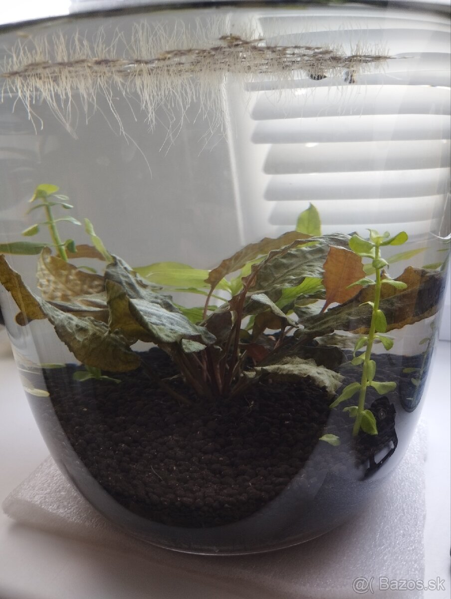 Akvarium - 2