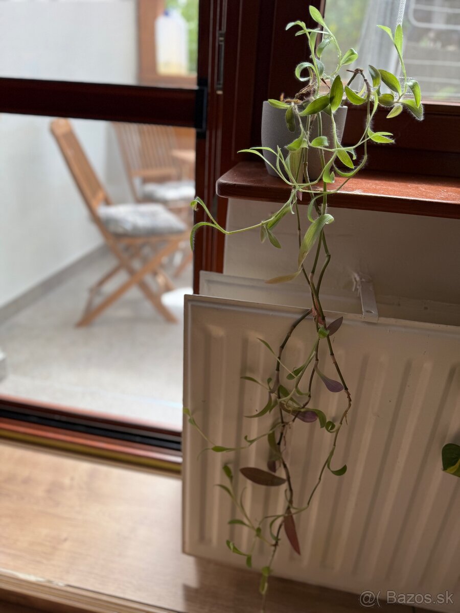 Rastliny Tradescantia a Nadchovník - 2
