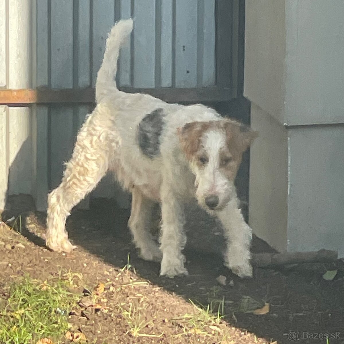 Foxterrier - 2