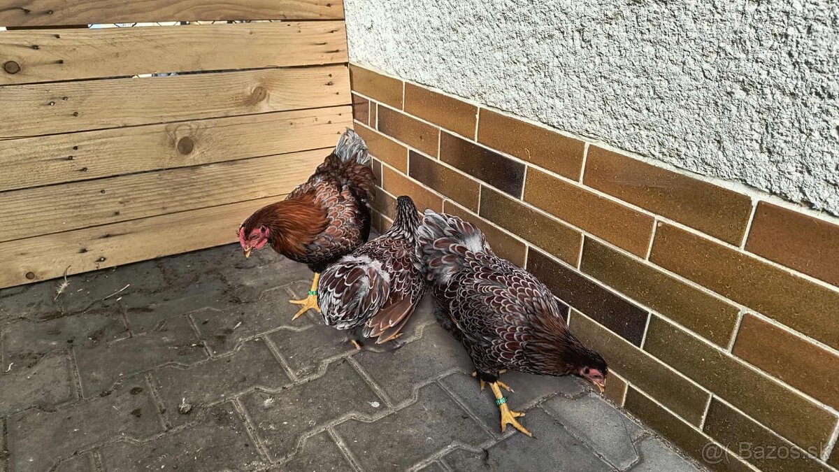 Wyandotka Zdrobnela - 2