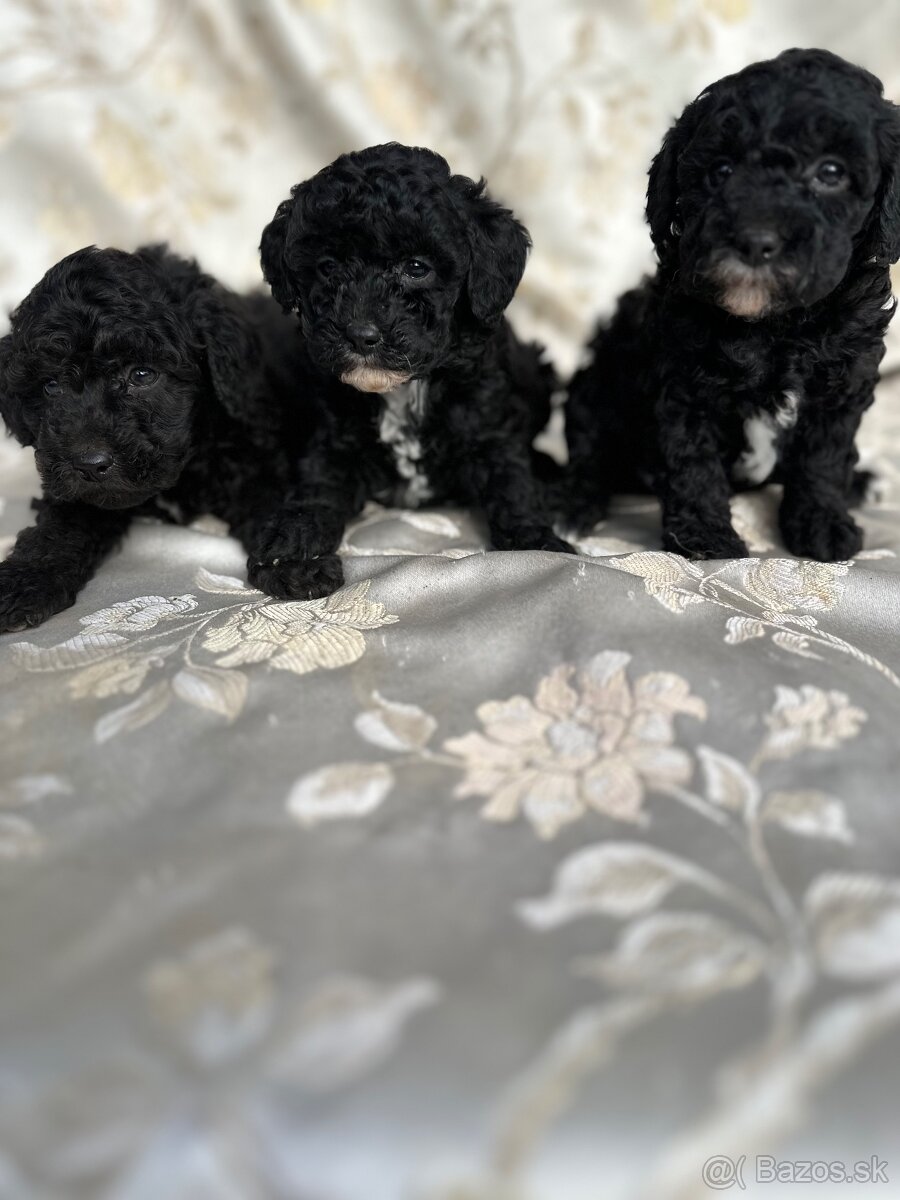 Pudel trpasličí šteniatka - 2