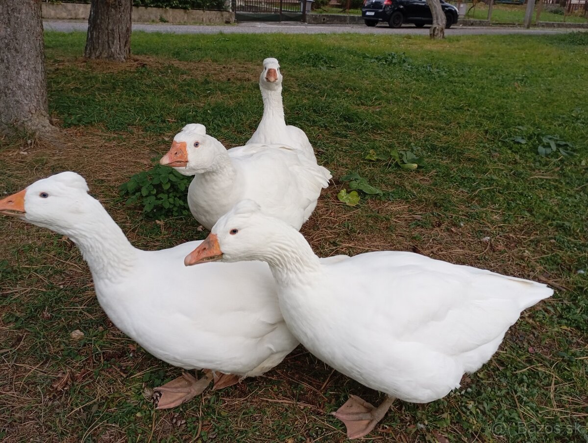 Česká chocholata hus - 2
