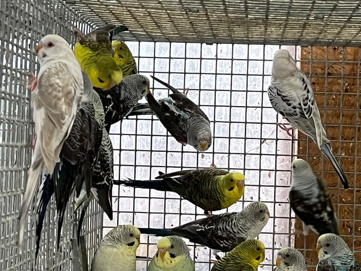 Blackwing andulky - 2