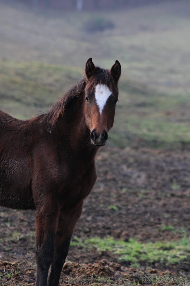 Perspektívna kobyla ST do chovu/športu - 2