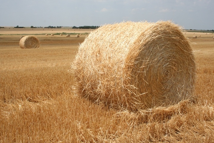 Seno slama - 2