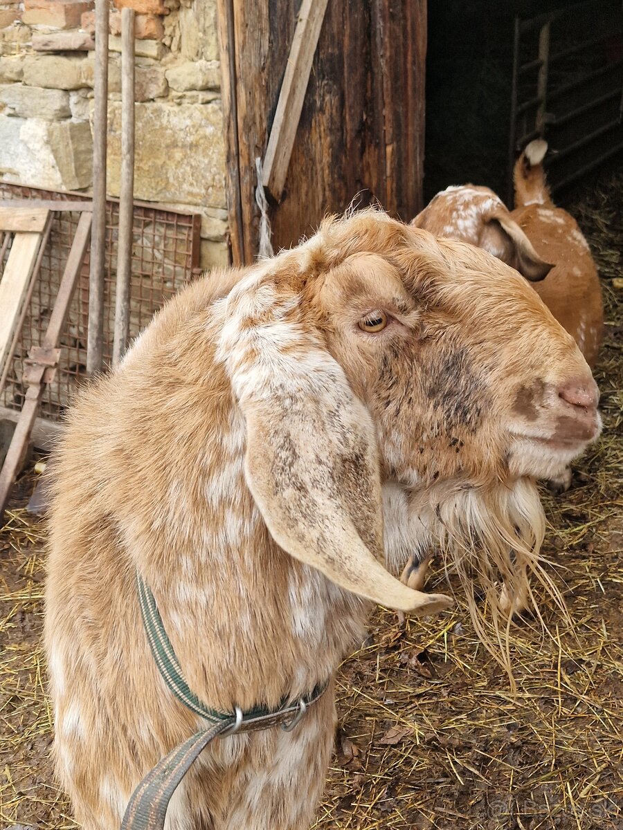 Anglonubijsky cap - 2