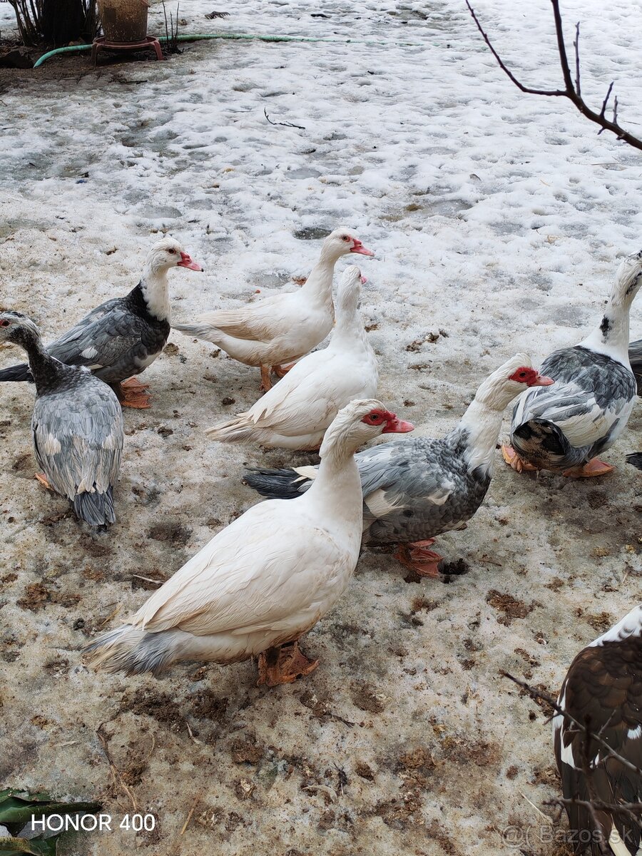 Mladé pižmove kačky - 2