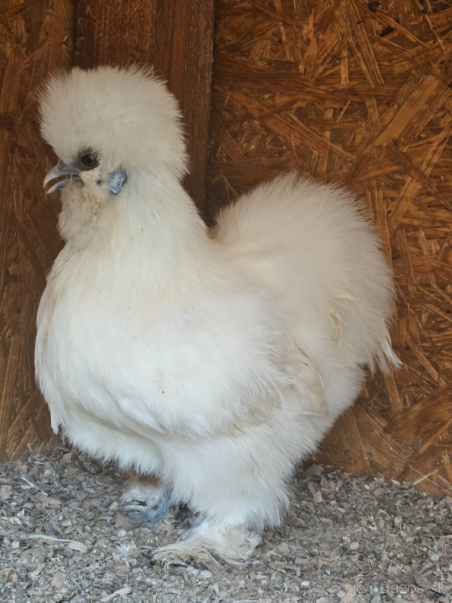 Hodvabnicky vajcia - 2