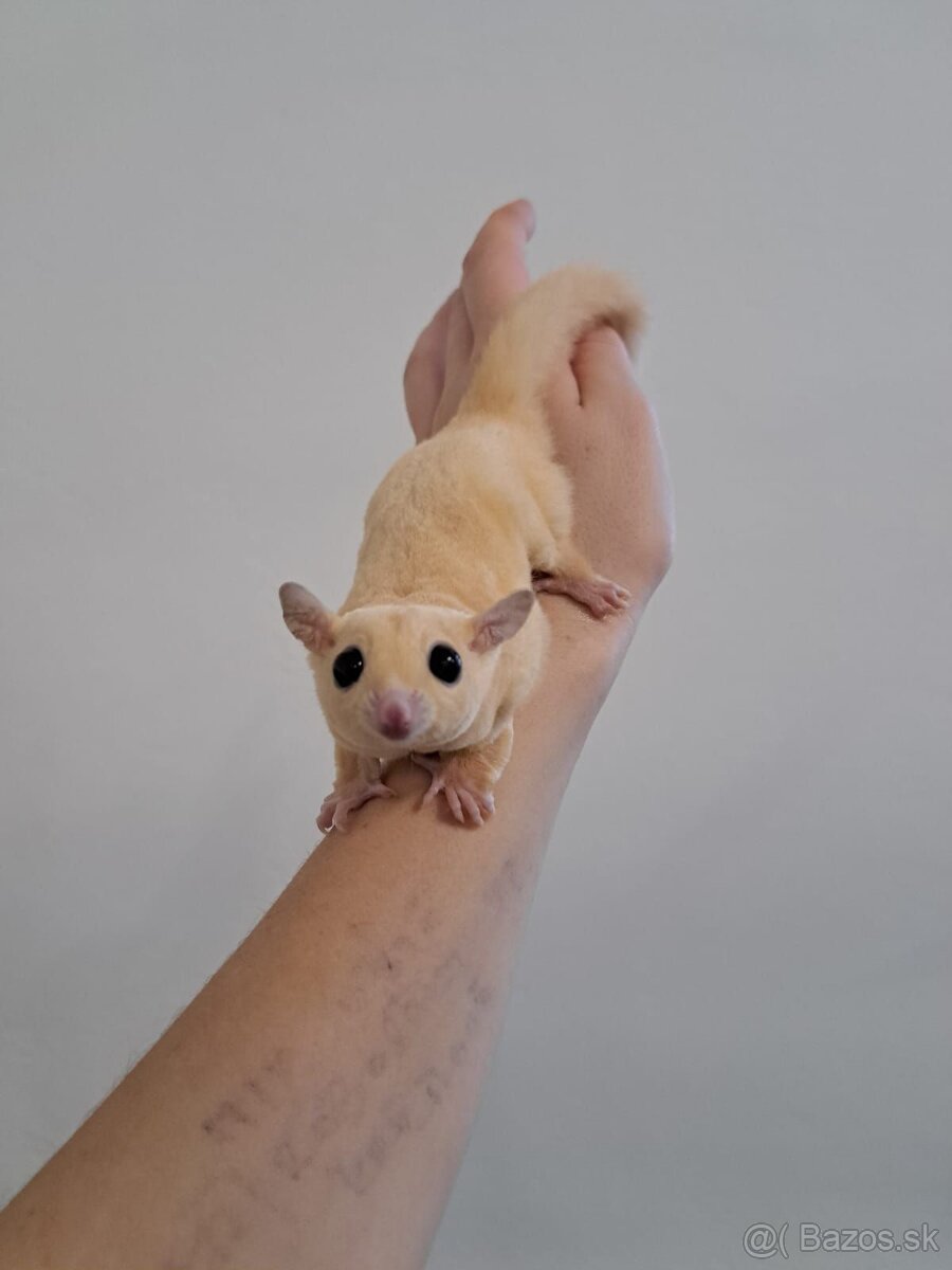 Predám veveričky - 2