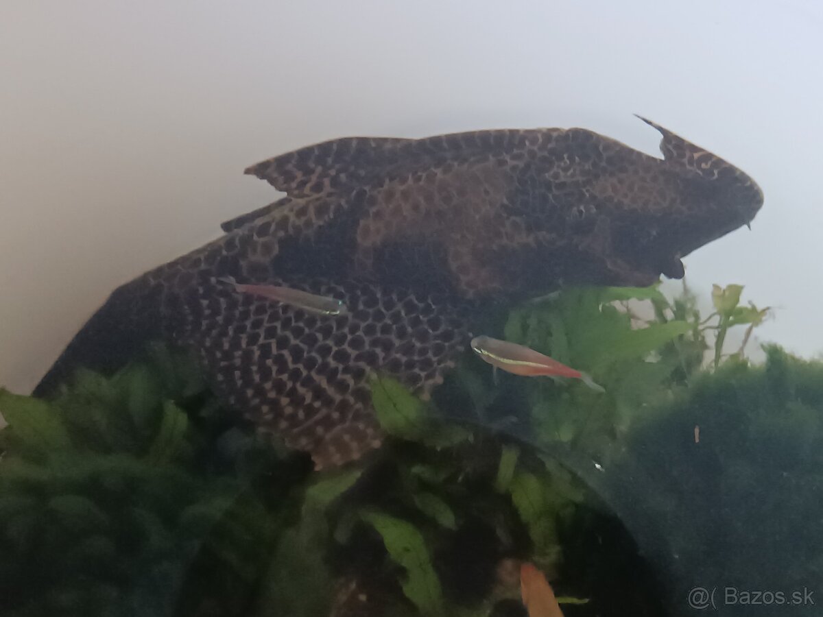 Prísavník veľkoplutvý - 2