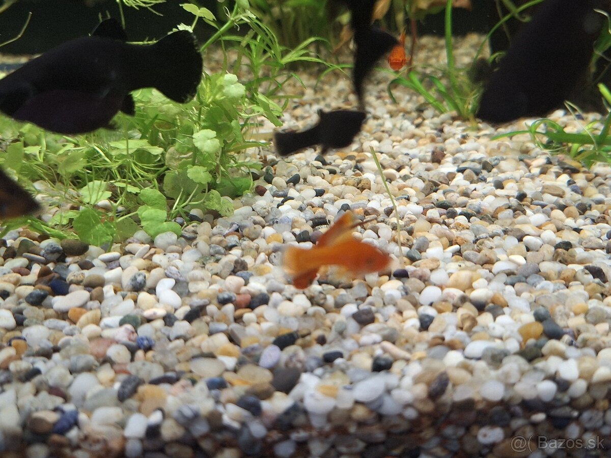 Predám black molly - 2