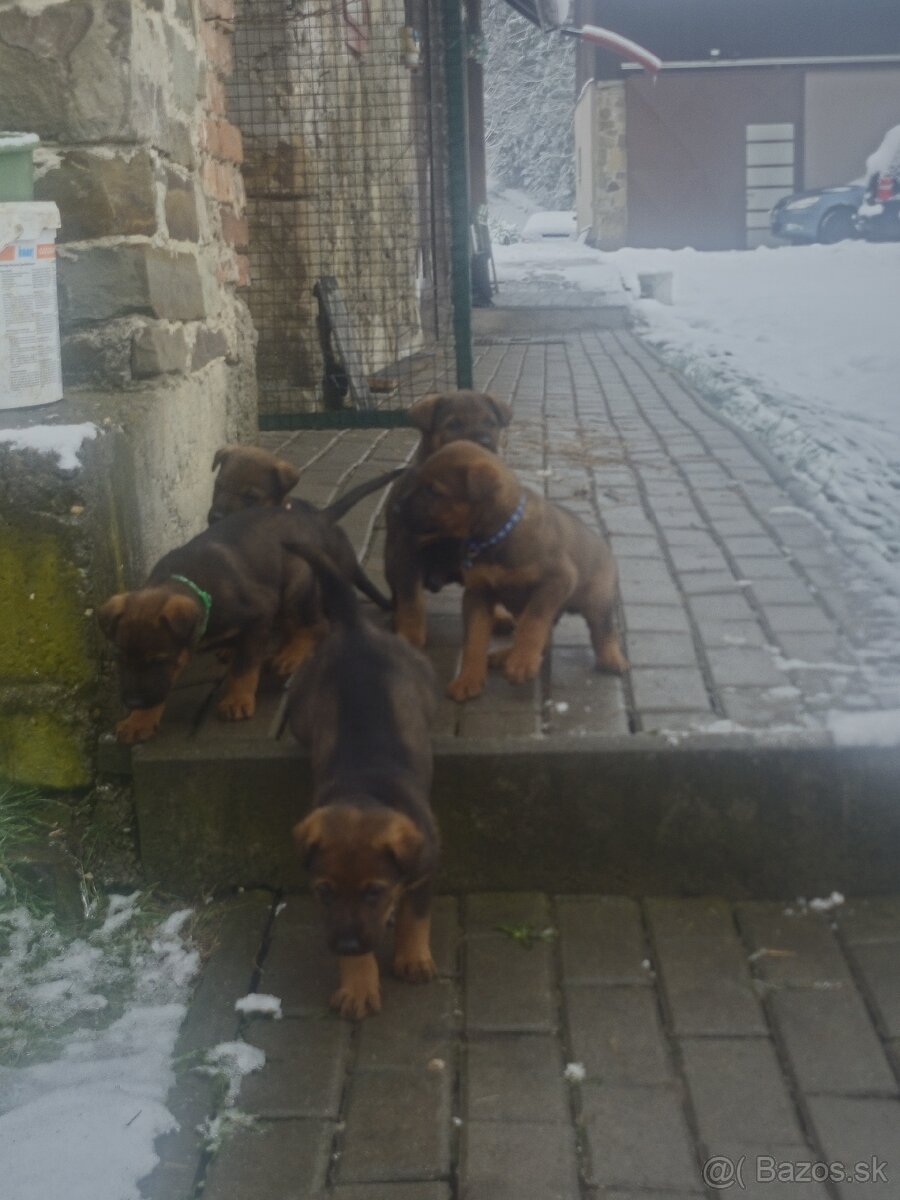 Nemecký ovčiak - 2