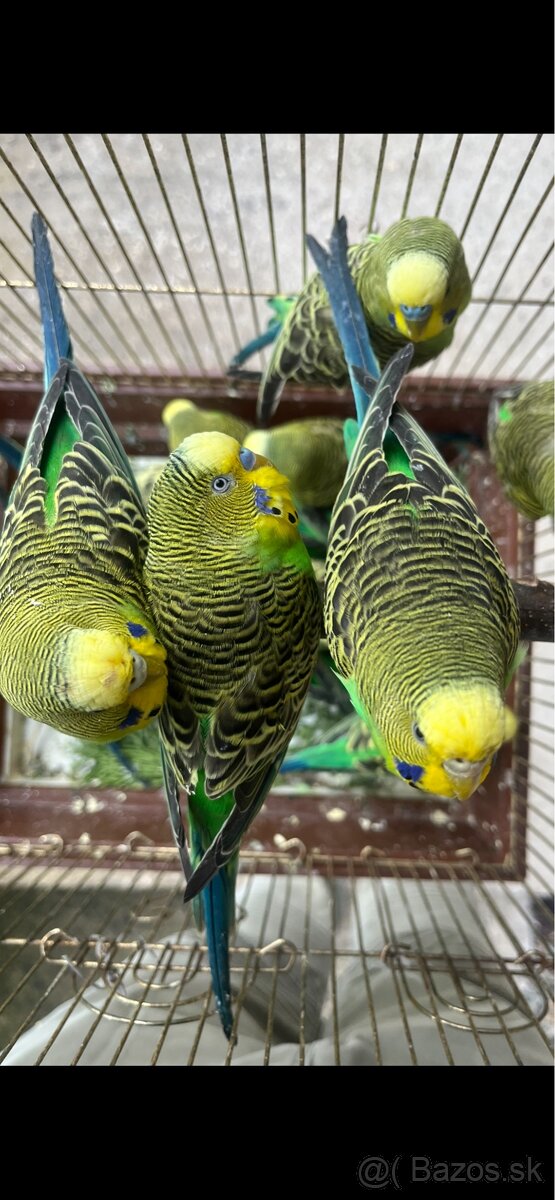 Andulky zelené , čierno krídle , žlté - 2